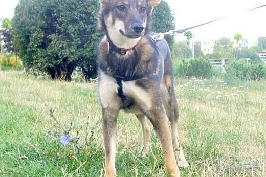 Sunia Bunia do adopcji!!!,  łódzkie Łódź