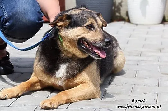 Romek- śliczny, delikatny piesek, Mazowieckie, Nowy Dwór Mazowiecki