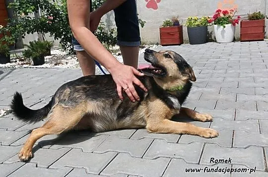 Romek- śliczny, delikatny piesek, Mazowieckie, Nowy Dwór Mazowiecki