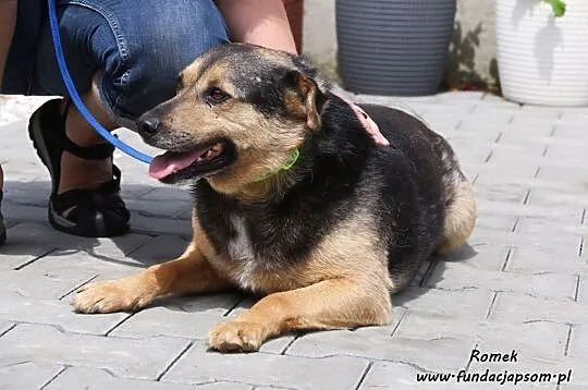 Romek- śliczny, delikatny piesek, Mazowieckie, Nowy Dwór Mazowiecki