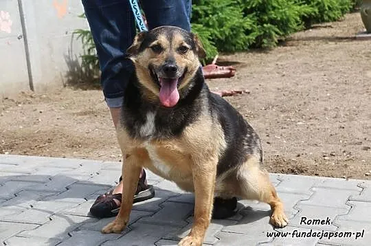 Romek- śliczny, delikatny piesek, Mazowieckie, Nowy Dwór Mazowiecki
