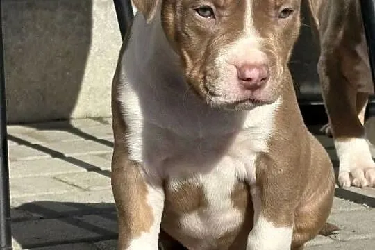 American bully xl szczeniak