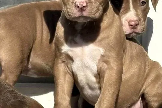 American bully xl szczeniak, Wielkopolskie, Czerlejno