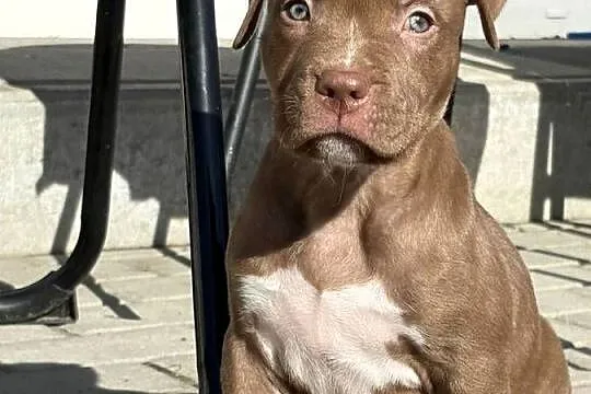American bully xl szczeniak, Wielkopolskie, Czerlejno