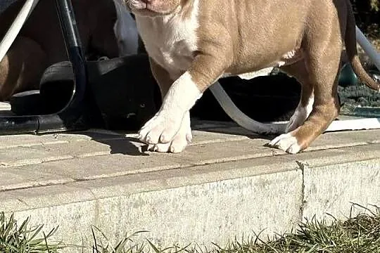 American bully xl szczeniak, Wielkopolskie, Czerlejno