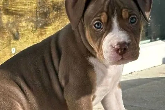 American bully xl szczeniak, Wielkopolskie, Czerlejno