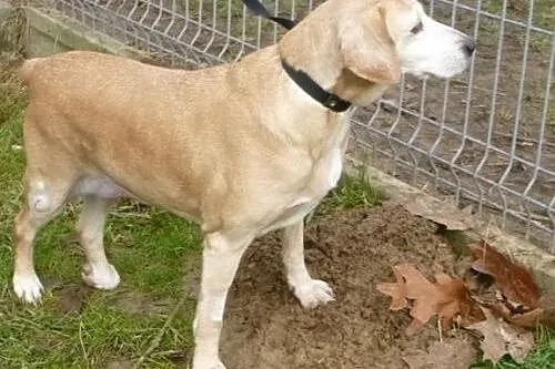 Biszkoptowa Nela szuka kochającego człowieka.,  ma