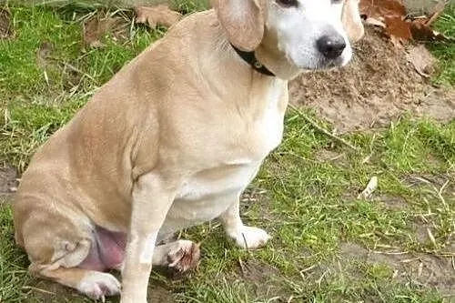 Biszkoptowa Nela szuka kochającego człowieka.,  ma