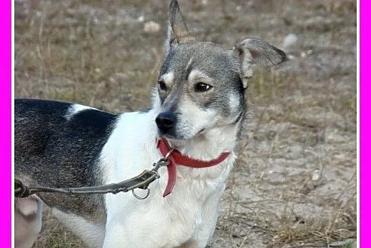 Średni pies,nieśmiały FALCO, przyjazny, radosny,łagodny_Adopcja