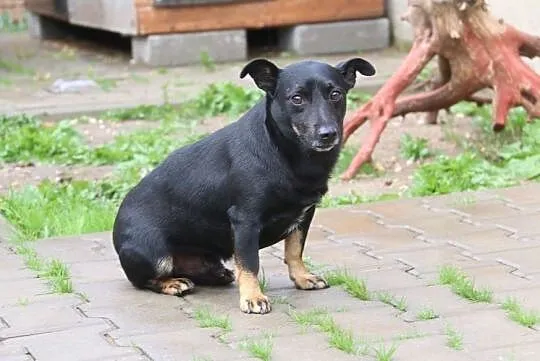 Tim - nieśmiały piesek, Mazowieckie, Nowy Dwór Mazowiecki