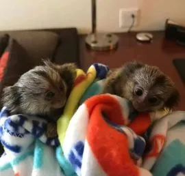 Małpy marmozety na sprzedaż, hodowane ręcznie i oswojone, bardzo przyjazne i chętne do zabawy.