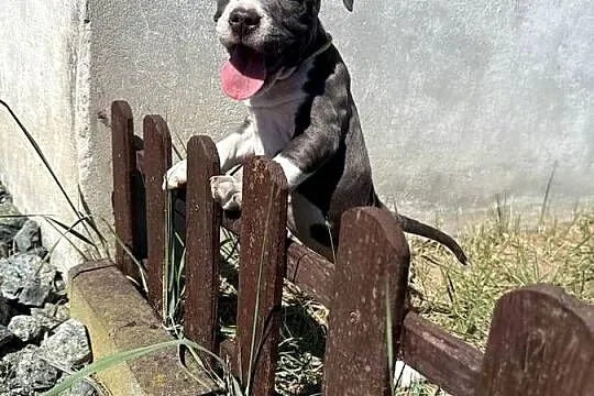 Trzy suczki Amstaff Blue