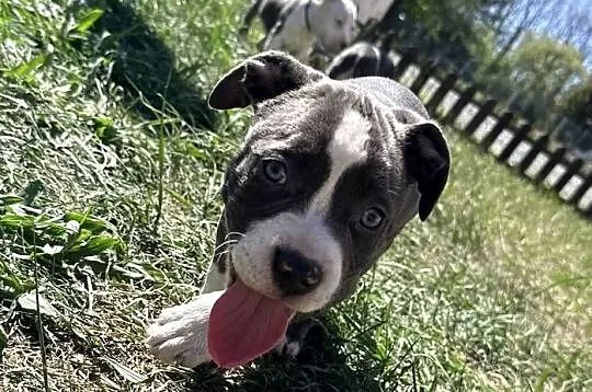 Trzy suczki Amstaff Blue, Wielkopolskie, Brzeziny