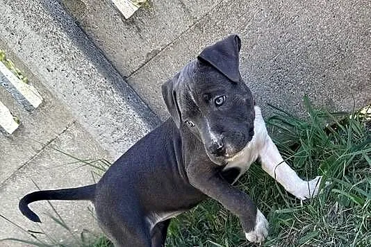 Trzy suczki Amstaff Blue, Wielkopolskie, Brzeziny