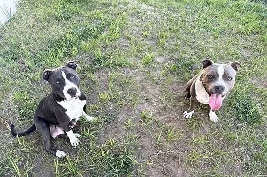 Trzy suczki Amstaff Blue, Wielkopolskie, Brzeziny