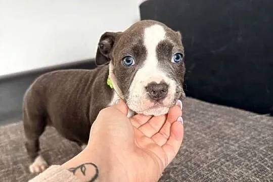 Trzy suczki Amstaff Blue, Wielkopolskie, Brzeziny