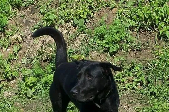 Borys, 3 letni mix labrador – adoptuj wiernego prz