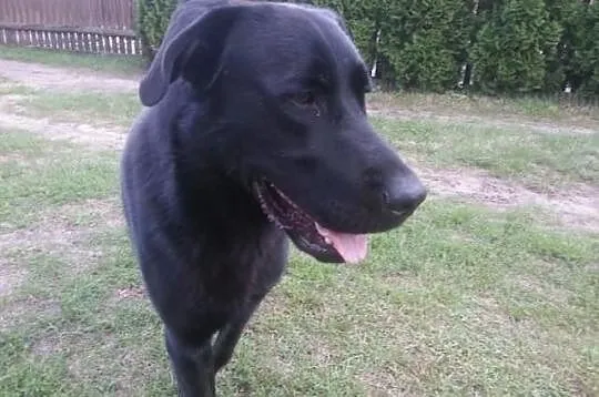 Borys, 3 letni mix labrador – adoptuj wiernego prz