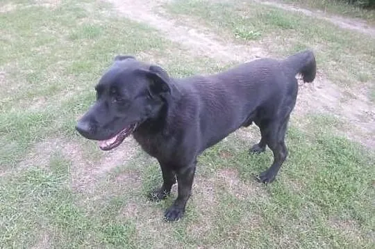 Borys, 3 letni mix labrador – adoptuj wiernego prz