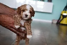 Piesek Maltipoo