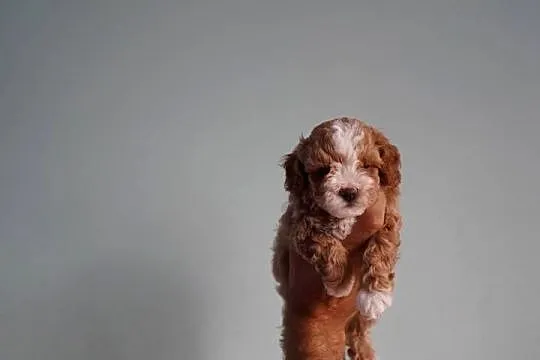 Piesek Maltipoo, Kujawsko-pomorskie, Brzozie