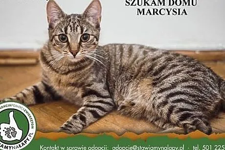 Marcysia. Fundacja Stawiamy Na Łapy,  małopolskie 