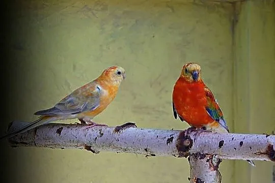 Świergotki para lęgowa orange, Zachodniopomorskie, Łobez
