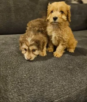 1 suczka / 2 pieski Cockapoo na sprzedaż... napisz do mnie na WhatsApp: +44 7453 907158, , Pasikurowice