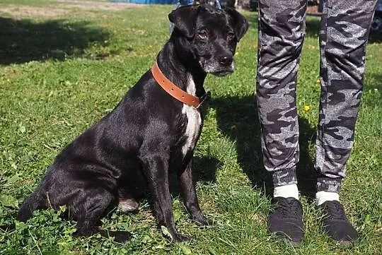 Mądry wesoły piesek poleca się do adopcji, Małopolskie, Kraków