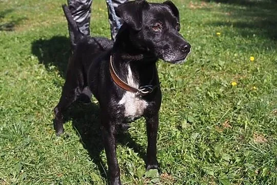 Mądry wesoły piesek poleca się do adopcji, Małopolskie, Kraków
