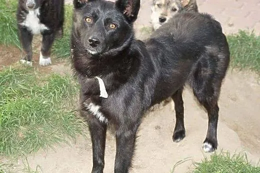 Adoptuj Kamę,  mazowieckie Radzymin
