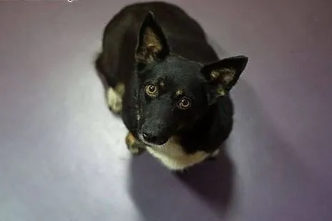 Mrówka - 8 kg sunia pilnie do adopcji!,  małopolsk