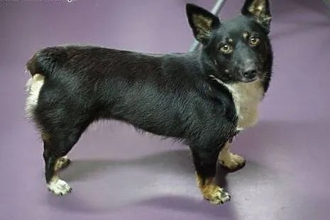 Mrówka - 8 kg sunia pilnie do adopcji!,  małopolsk