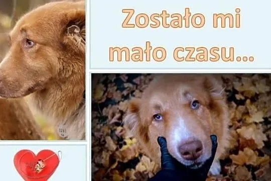 Calypso 7 letnia sunia szuka spokojnego domu.