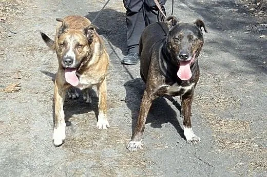 Dwa chłopaki do adopcji,  dolnośląskie Wrocław