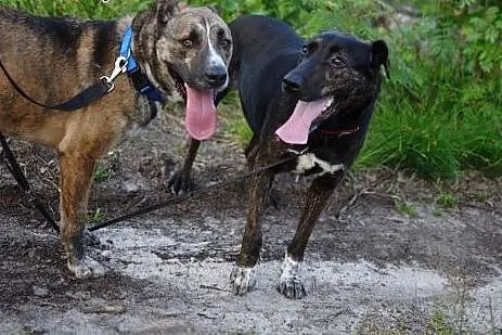 Dwa chłopaki do adopcji,  dolnośląskie Wrocław