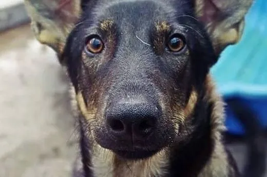Młodziutki wdzięczny Parys do adopcji,  Kundelki cała Polska