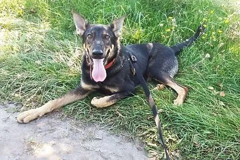 Młodziutki wdzięczny Parys do adopcji,  Kundelki c