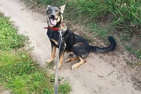 Młodziutki wdzięczny Parys do adopcji,  Kundelki c