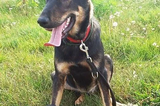 Młodziutki wdzięczny Parys do adopcji,  Kundelki c