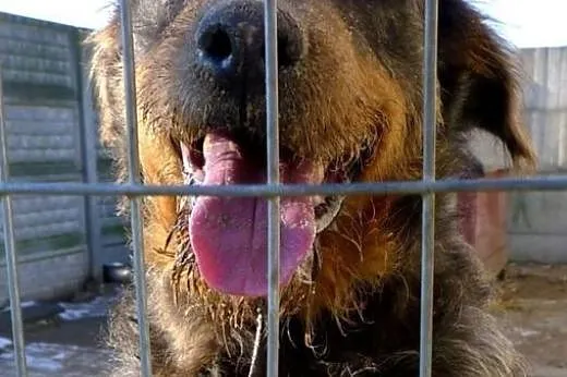 Przygarnij Pankracego - fajny z niego psiak, przek