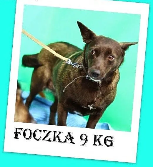9 kg,czekoladowa,wielkości jamnika,łagodna suczka.