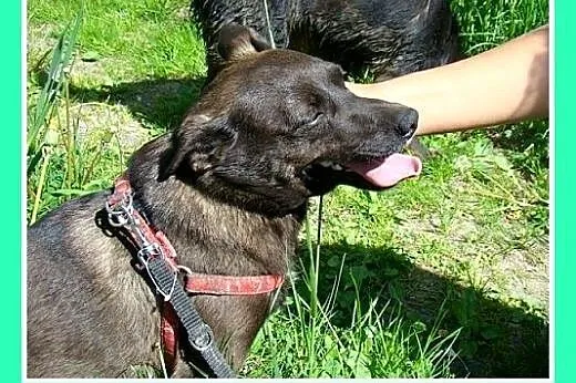 9 kg,czekoladowa,wielkości jamnika,łagodna suczka.