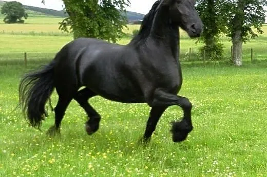 Piękne Frisian konia, dobrze wyszkolony do przyjęc