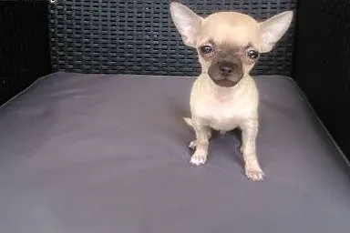 Chihuahua piesek kieszonkowy,  śląskie Żywiec