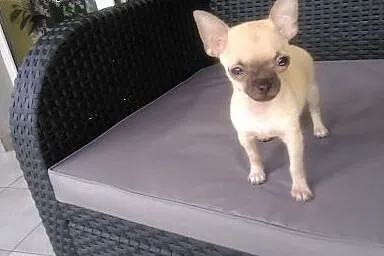 Chihuahua piesek kieszonkowy,  śląskie Żywiec