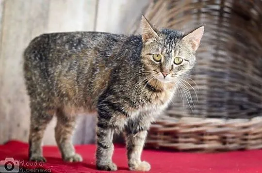 Sally, wspaniała kocia towarzyszka do adopcji!