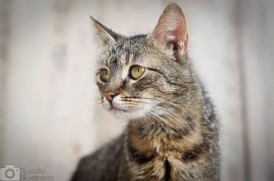 Sally, wspaniała kocia towarzyszka do adopcji!