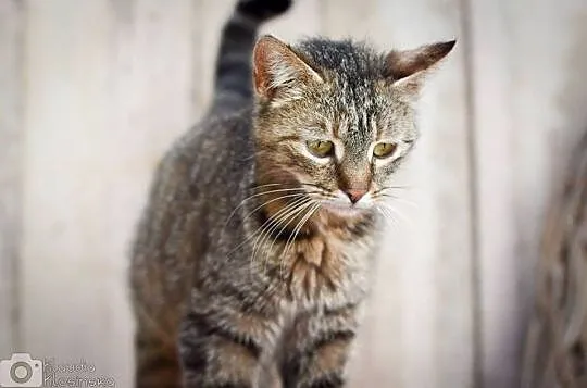 Sally, wspaniała kocia towarzyszka do adopcji!