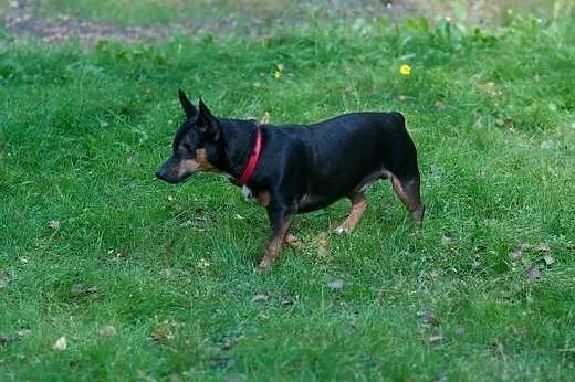PIESEK KERMIT SZUKA DOMU,  mazowieckie Warszawa